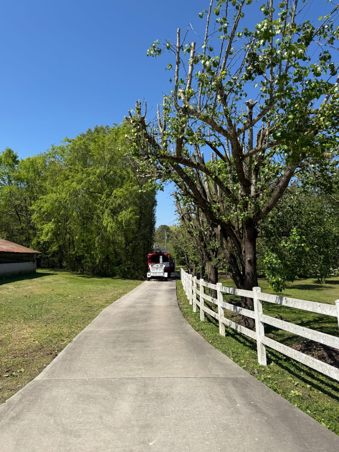 Freshly trimmed trees along a white fence and driveway in North Georgia